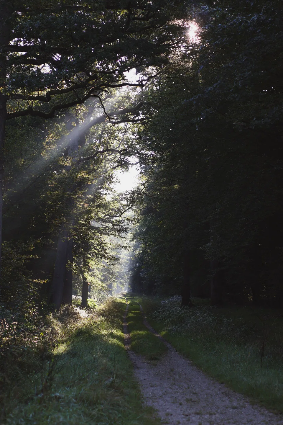 Chemin lumineux en forêt, symbole de respiration retrouvée